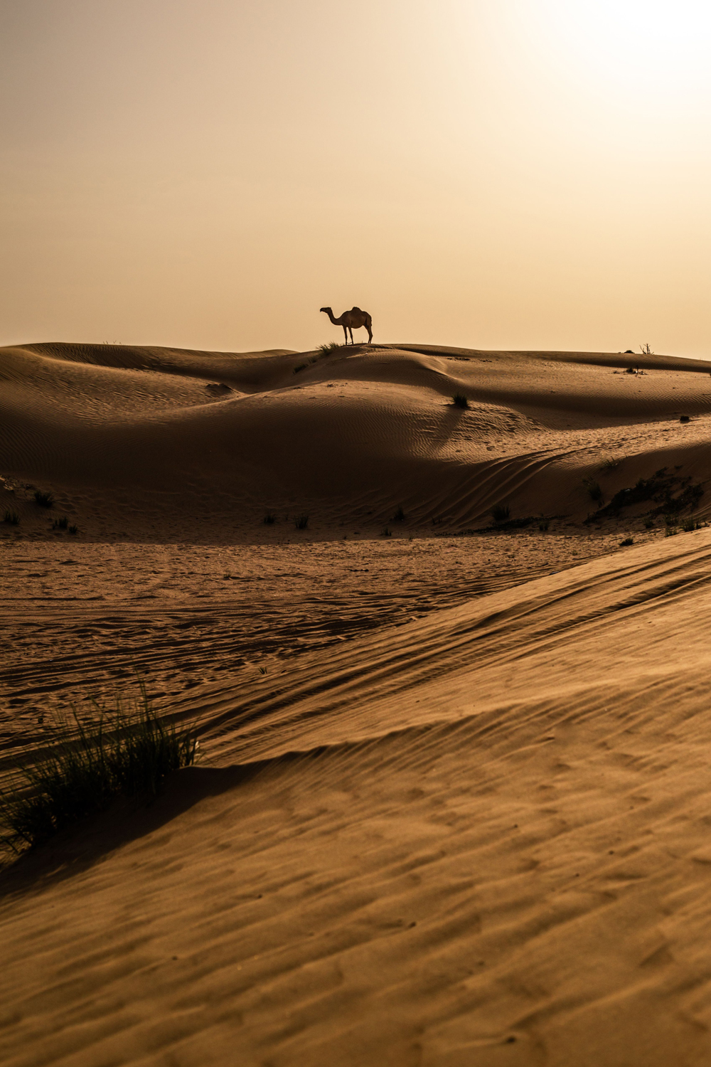 Desert Safari